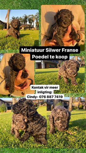 Miniature Silwer Poodle male available 