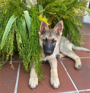 German Shepherd puppies available 