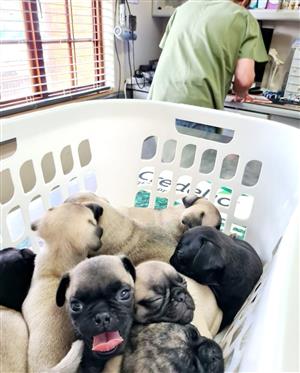 Pug puppies 
