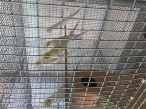 Cockatiels creamino 