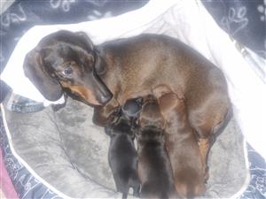 Dachshund puppies