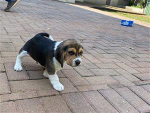 Beagle puppy Born 22/3/2022