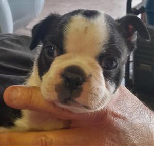 Boston terieers te koop 6 weke oud 2 males 1 female very cute  