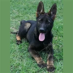 German Shepherd Dogs In All Ads In South Africa Junk Mail