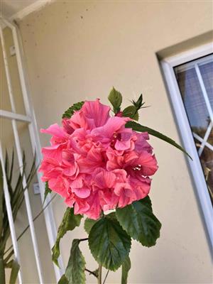 Gorgeous Double Pink Hibiscus in 22,5cm pot