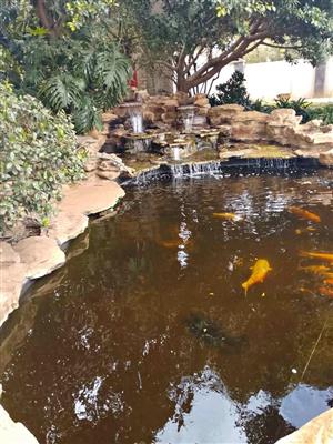 Koi ponds, Aquariums and Waterfalls