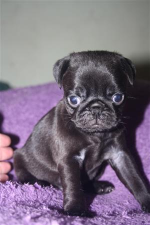 Purebred Pug Puppies