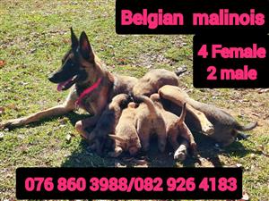 Pure bred Belgian Malinois puppies for sale, 5 weeks old now