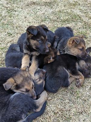 German Shepherd Puppies for Sale