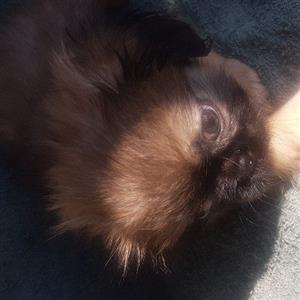 Pekingese pups