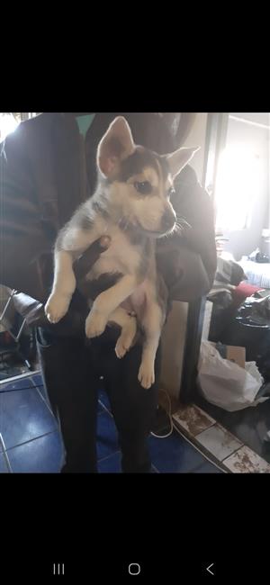 Husky pup