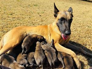 Belgian Malinois ,Gebore   26ste Junie   Altwee ouers is gerigistreer . 