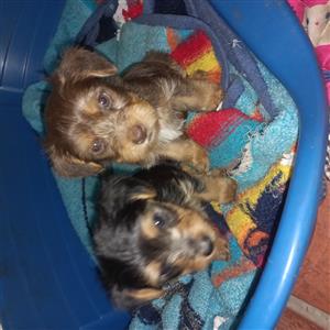 Yorkie puppies