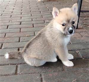 Husky x Collie Pup - Last pup left