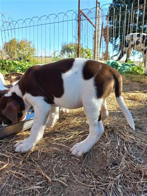 Bruin langbeen fox terriers.