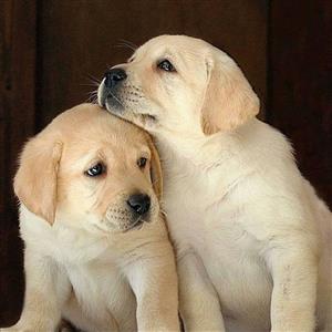 Beautiful Golden Labrador babies