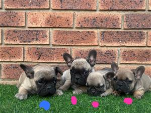 Stunning French bulldog puppies available
