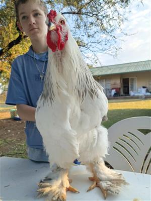 Beautiful light Columbian brahma rooster for sale.  
