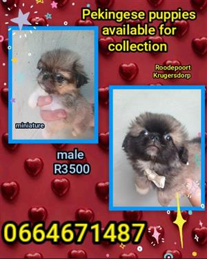 Pekingese puppies 