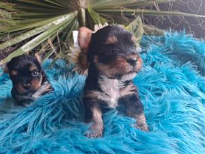 Male Yorkshire terriers 