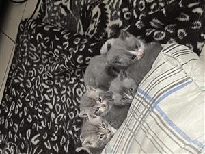 Kittens 