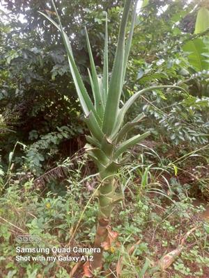 Aloes trees