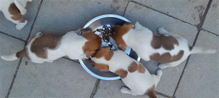 Jack Russell puppies