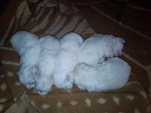 Maltese Puppies 