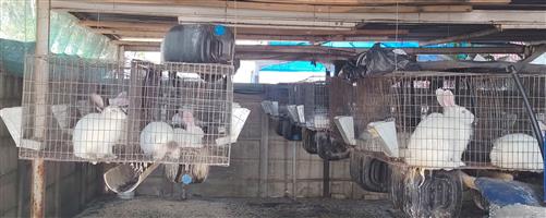 New Zeeland breeding setup