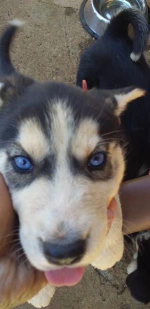 Syberian Husky Puppies for sale