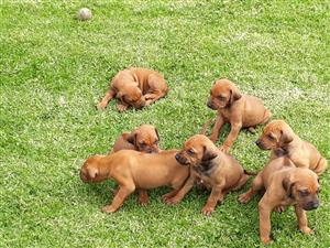 Pedigree Rhodesian Ridgeback Puppies for sale