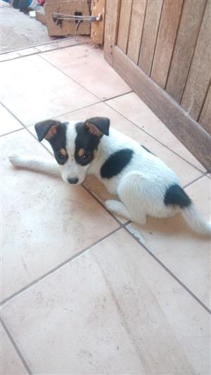  foxterier boy Puppy 