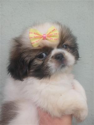 Female pekingese pups 