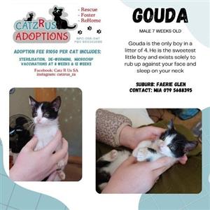 Adopt from CatzRus, a registered Animal Welfare Organisation. 