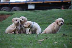 Gorgeous Golden Retriever puppies available