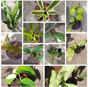 Plants for sale