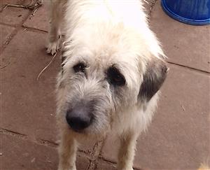 Irish wolfhound x Labrador 