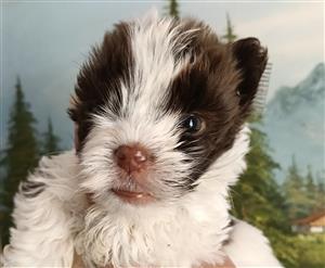Pocket size Yorkie 