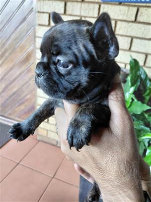 Beautiful French bulldog puppies available