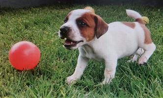Awesome reduced prices on Beautiful Jack Russel Puppies