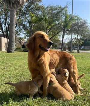 Golden retriever puppies for sale