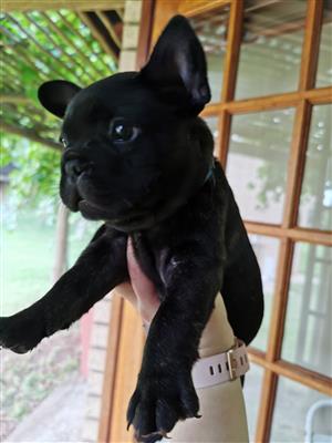 French Bulldog In Pets In South Africa Junk Mail