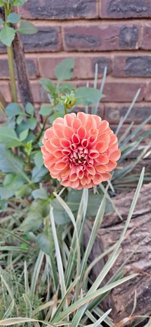 Dalia Tubers for sale