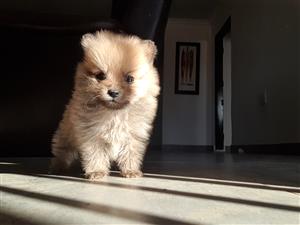 Toy poms / pomeranian puppies