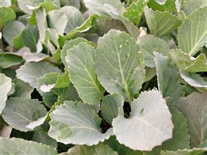 Hybrid Cabbage seedlings