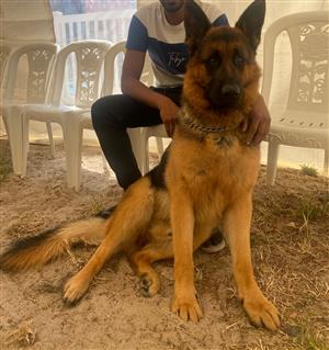 German Shepard puppies