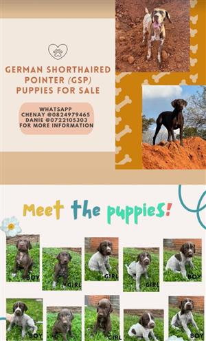 Purebred GSP Pointers