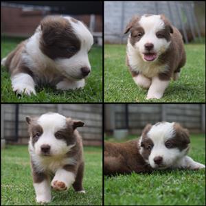 Border Collie Puppies / Skaaphondjies