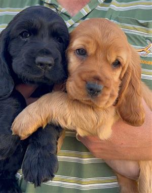 Cocker Spaniel Puppies - black & golden