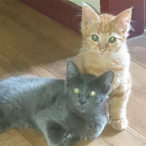 Maine coon kittens